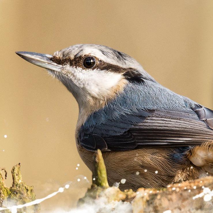 Nuthatch Chrono BluMoc LOKDALE LTD 